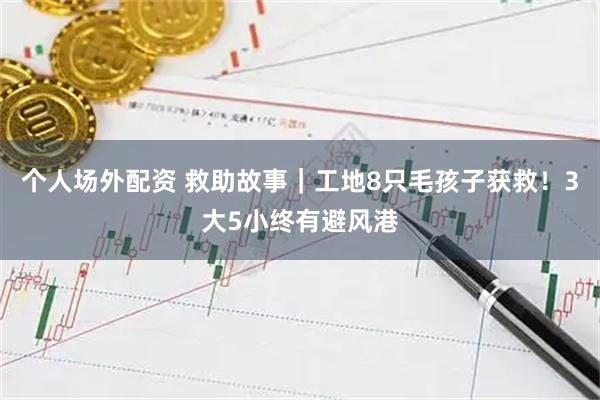 个人场外配资 救助故事｜工地8只毛孩子获救！3大5小终有避风港